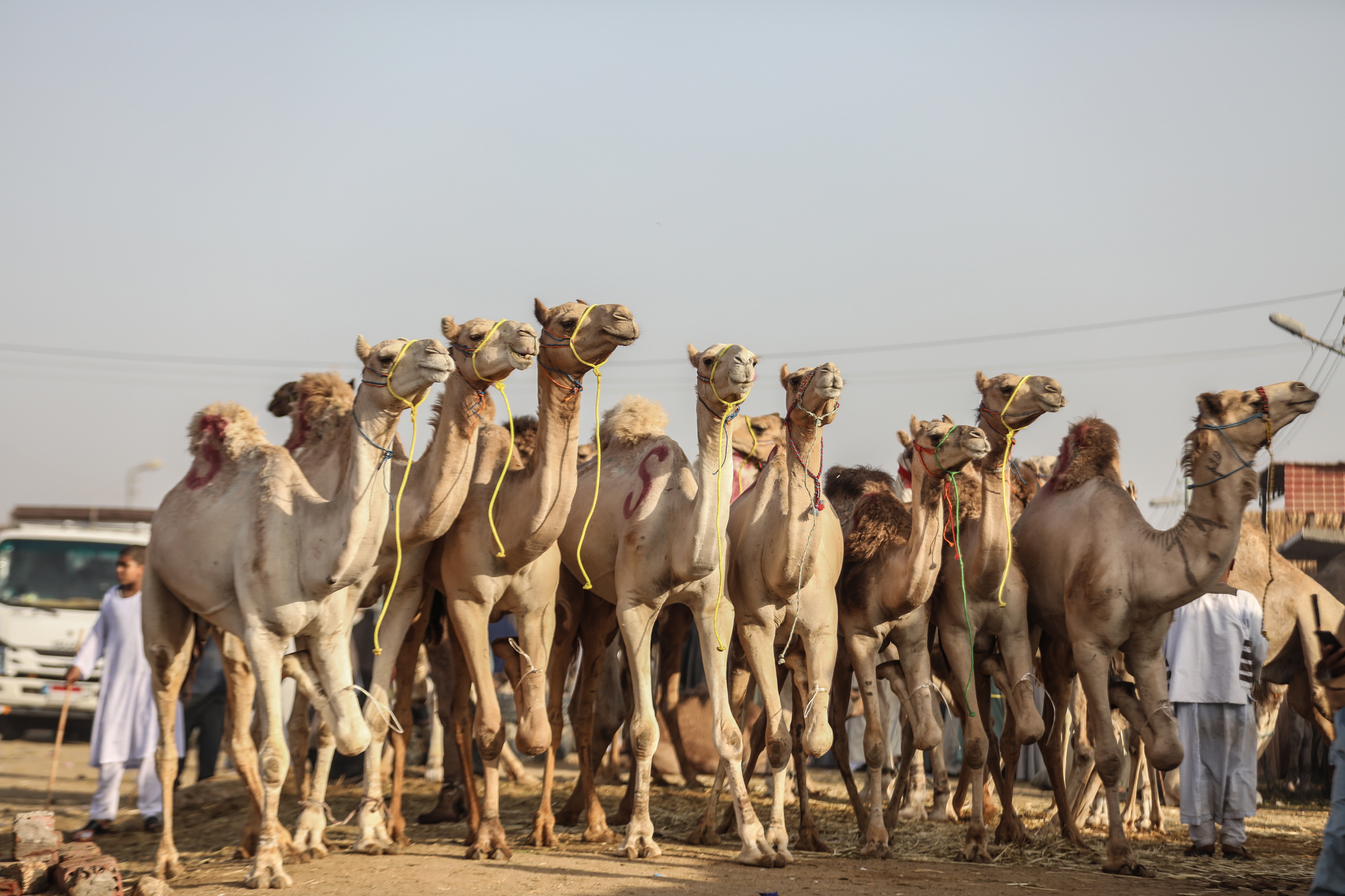 Eid al-Adha preparations in Egypt