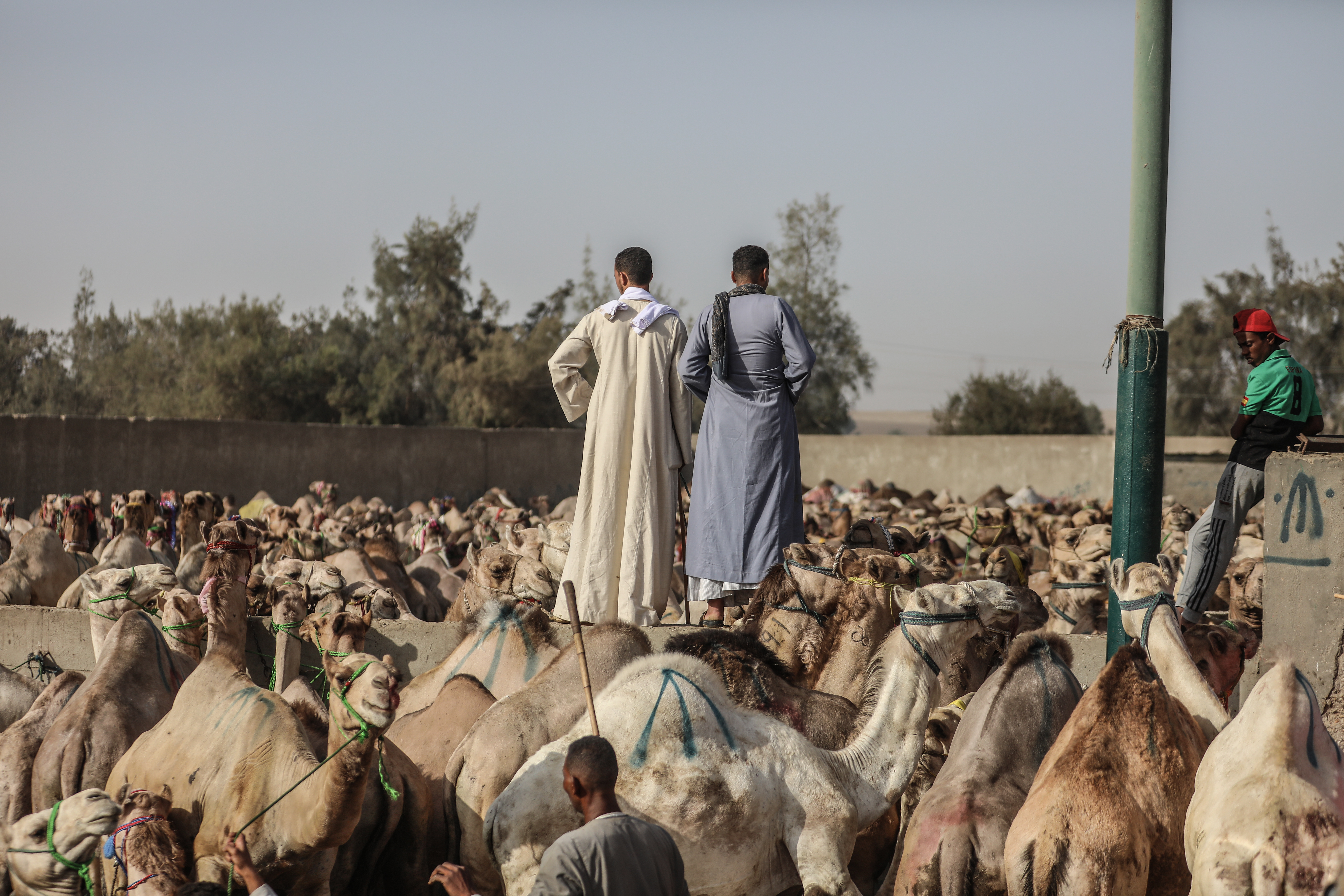 Eid al-Adha preparations in Egypt