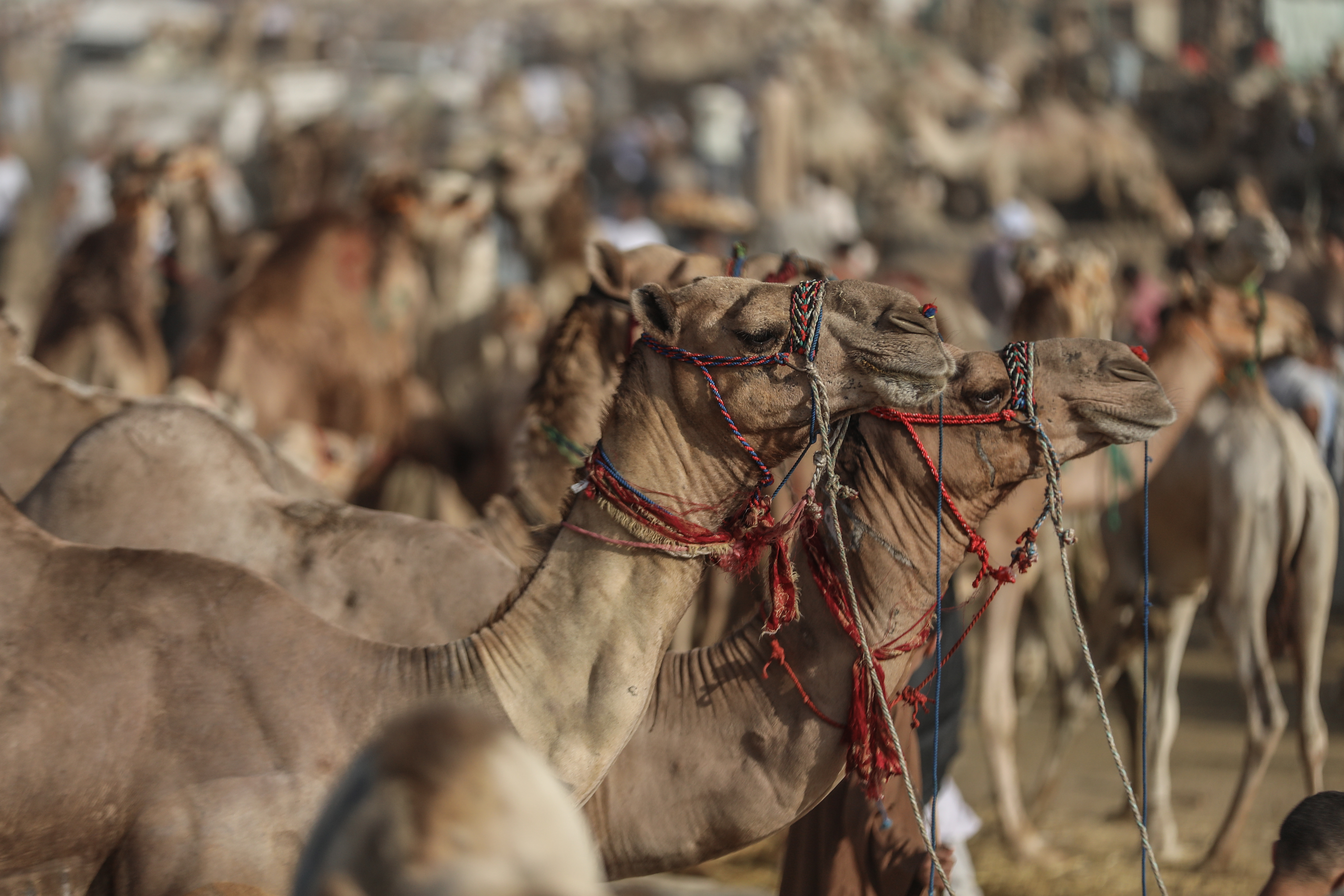 Eid al-Adha preparations in Egypt
