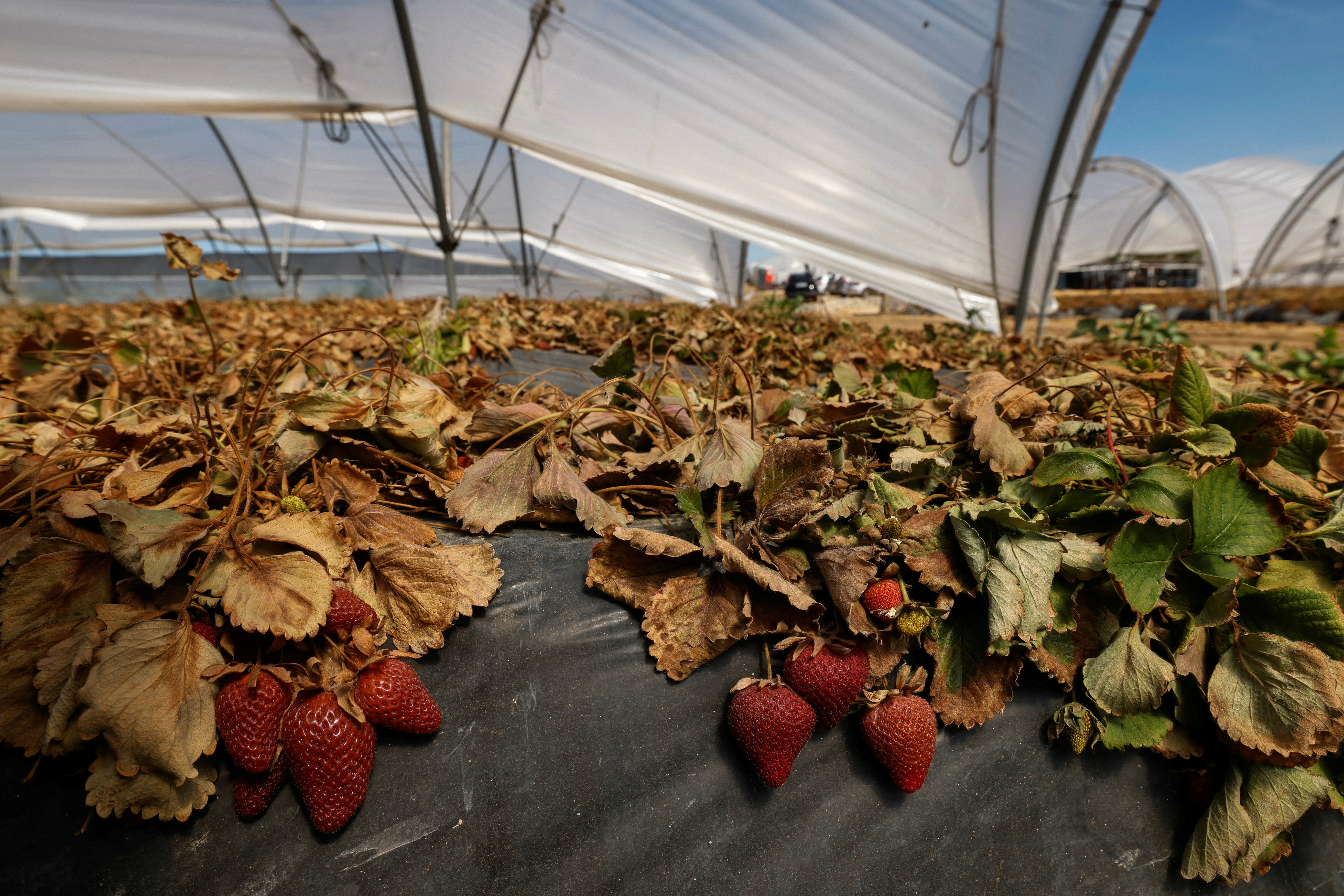 FILE PHOTO: Dried strawberry plants are pictured near the Donana National Park