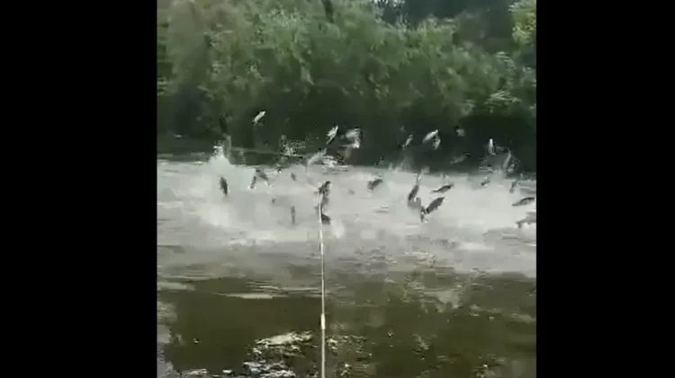 1687341485-ribe-e1687337237832-750x421