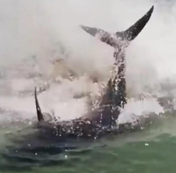 tuna