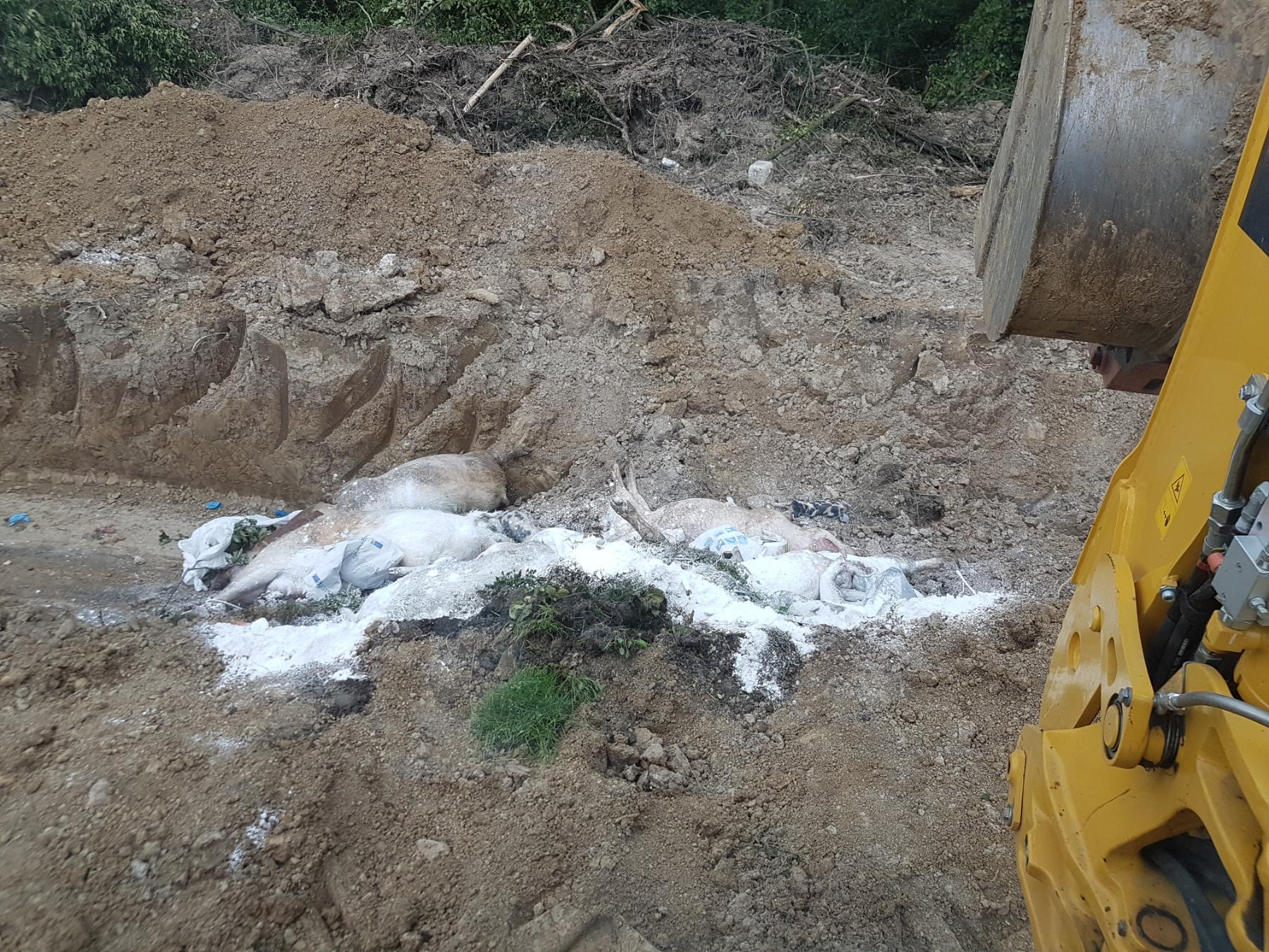 ukop svinja africka kuga