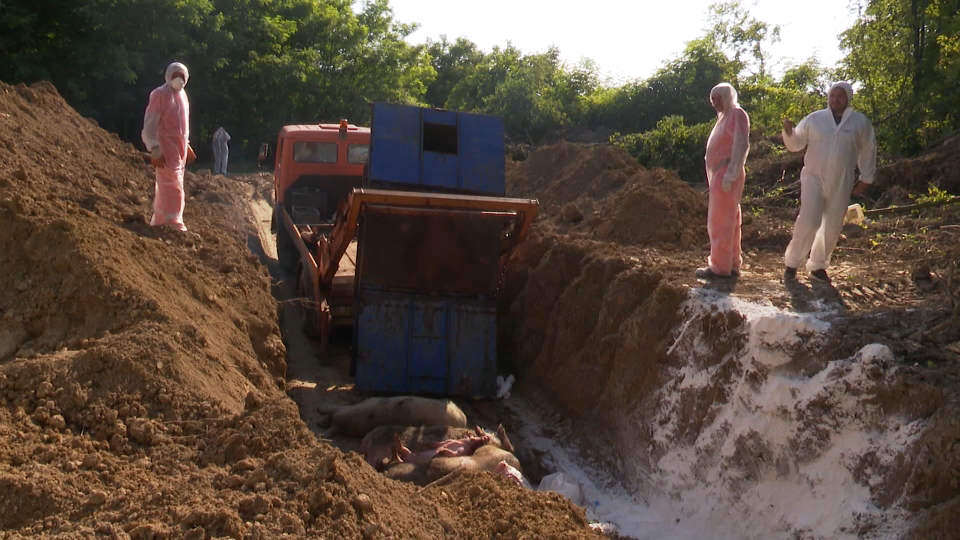 africka svinjska kuga