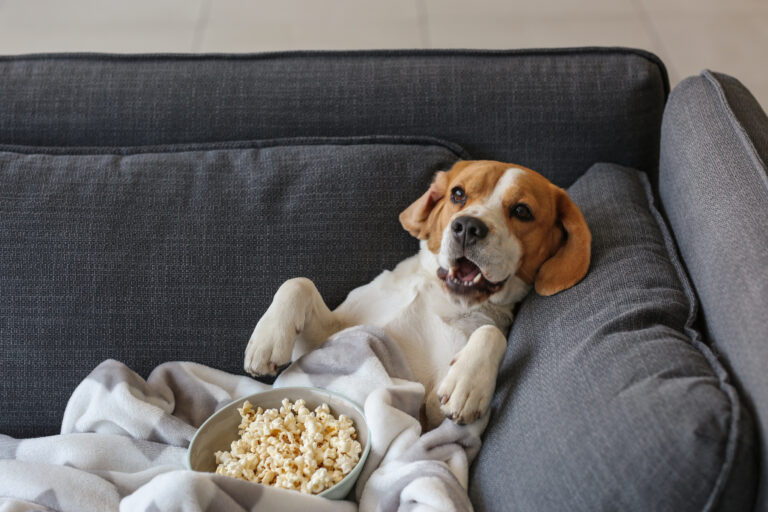 Cute,Funny,Dog,With,Tasty,Popcorn,Lying,On,Sofa,At