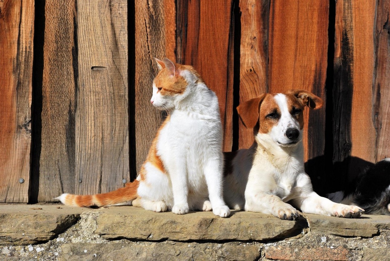Cat and dog outside the cottage.