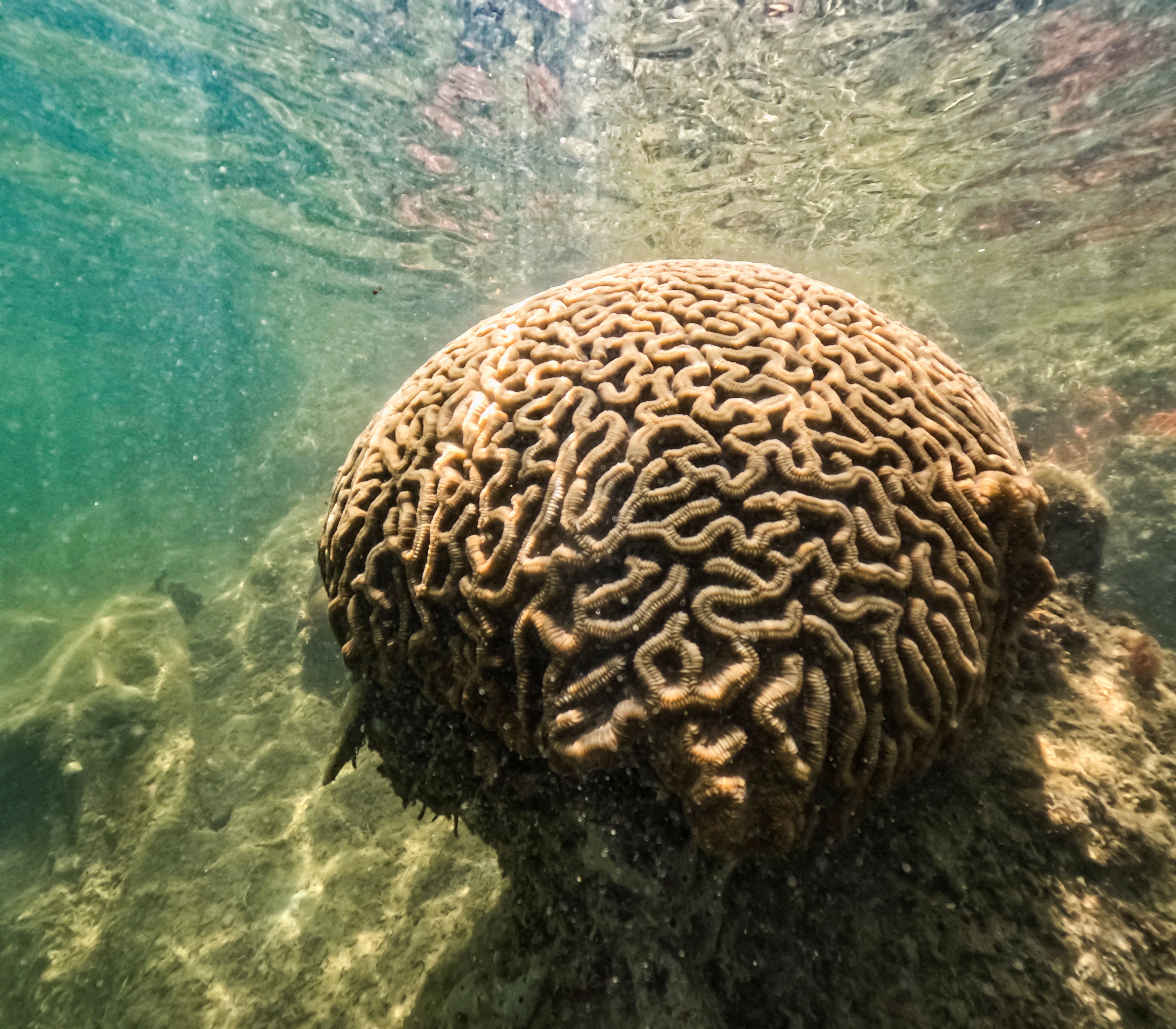 High temperatures threaten Florida's coral reefs