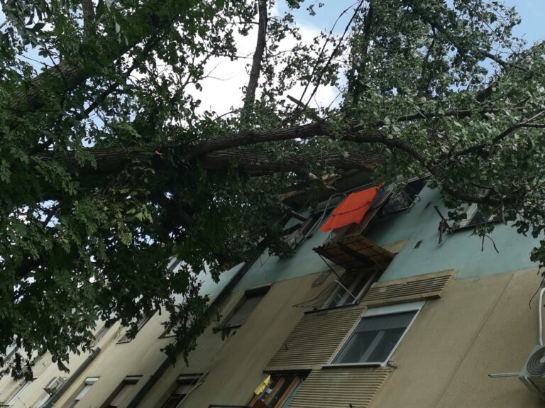 stablo drvo u stanu novi sad