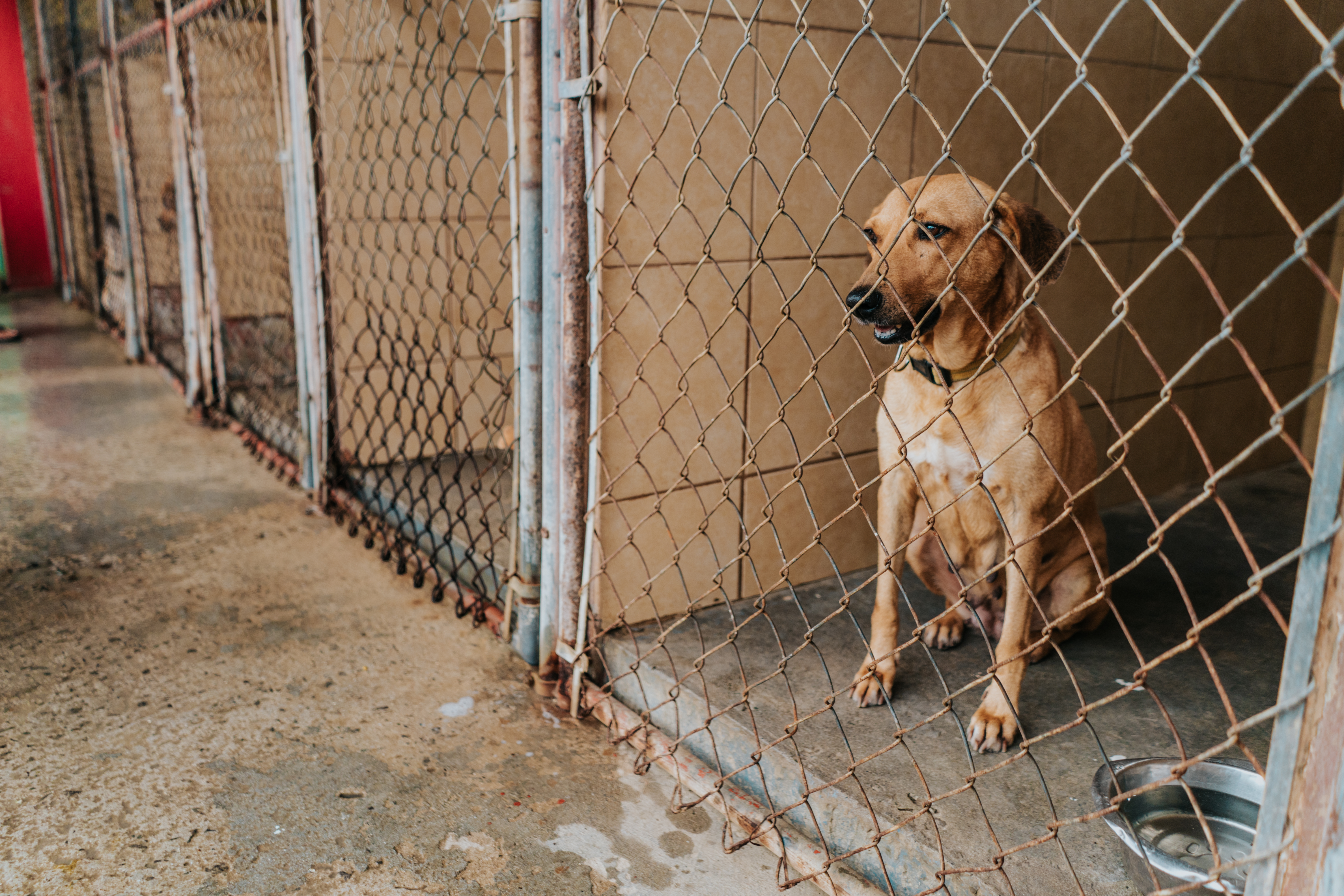 A,Cute,Dog,Inside,A,Cage,Of,A,Kennel.,An