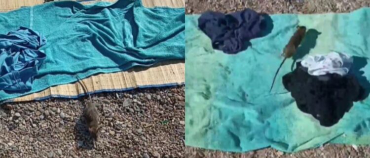 1690957704-1690896589-BeFunky-collage-8-750x322