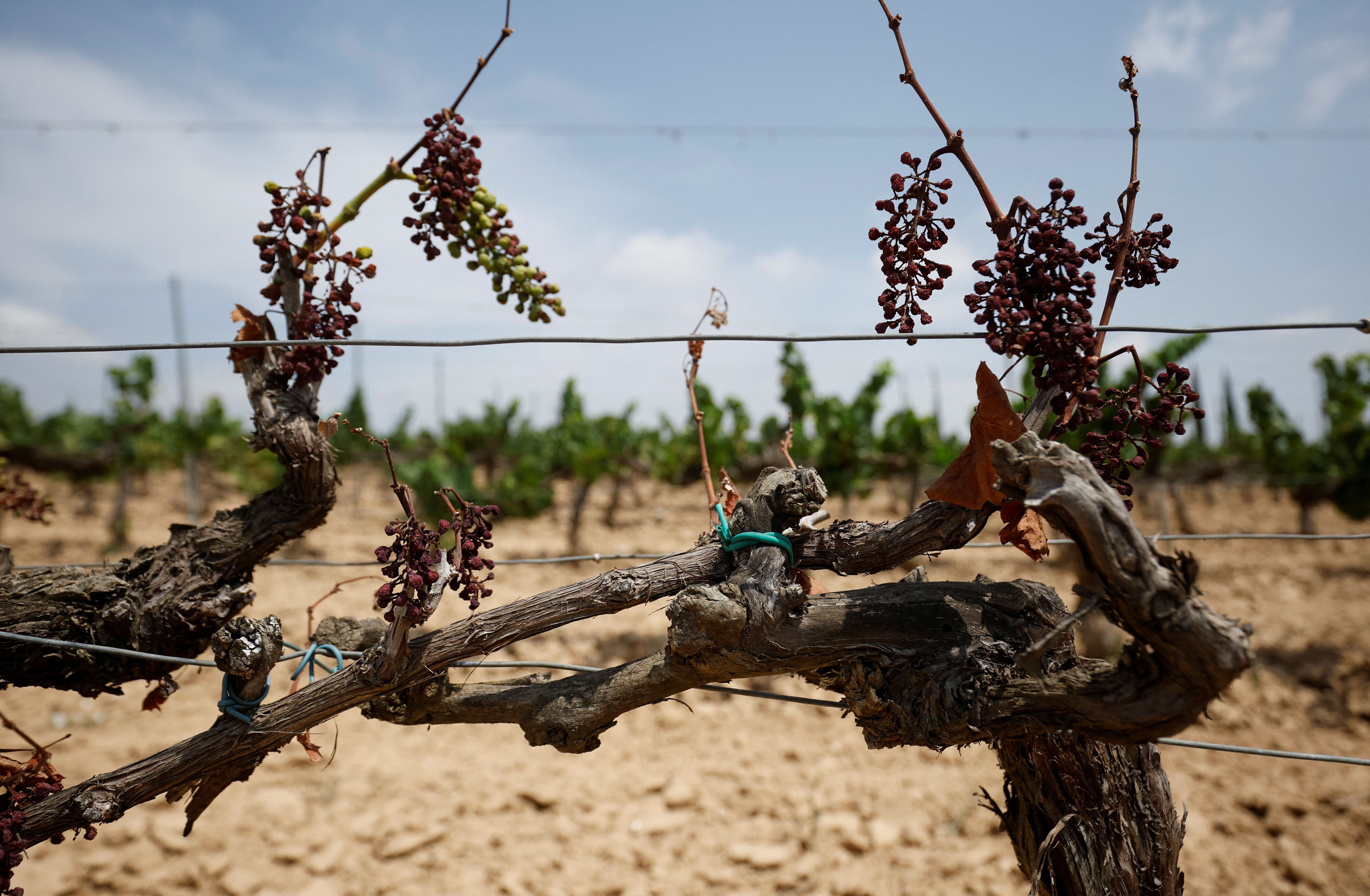 Dry bunches of grapes are seen hanging from a grape stocks at Cava Vilarnau's field, in the Cava production area of Penedes