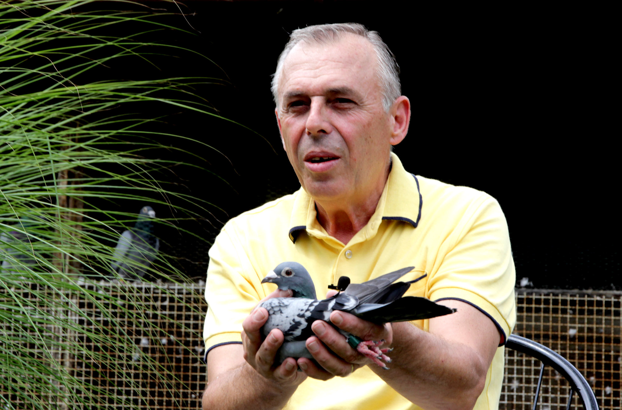 Maratonska trka: Golubica Zdravka Nikolića od Pariza do Tuzle doletjela za 25 sati