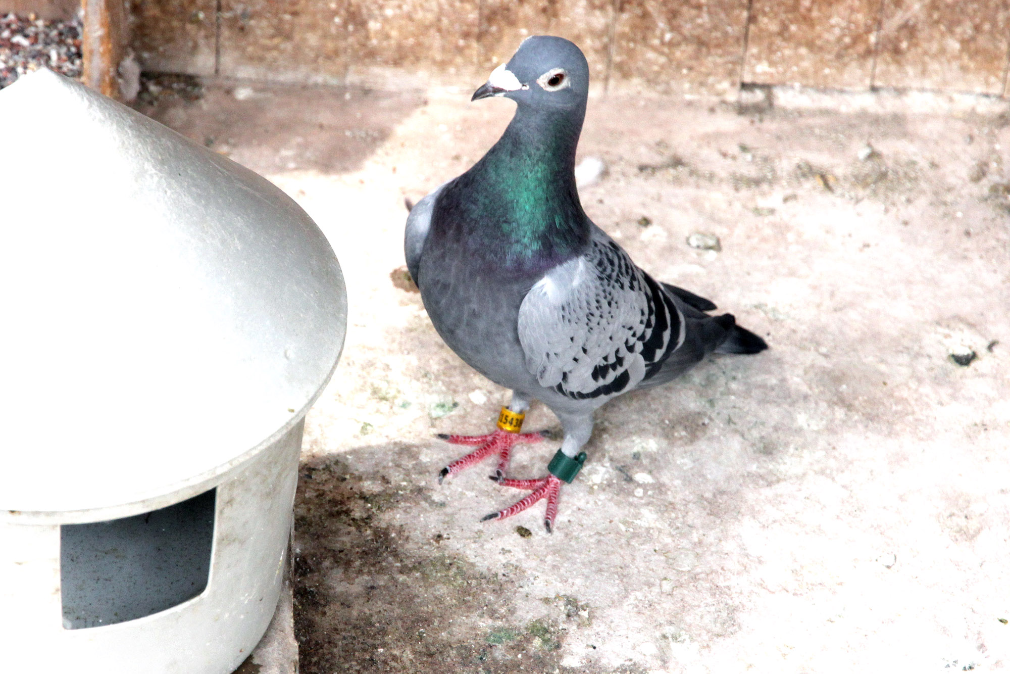 Maratonska trka: Golubica Zdravka Nikolića od Pariza do Tuzle doletjela za 25 sati