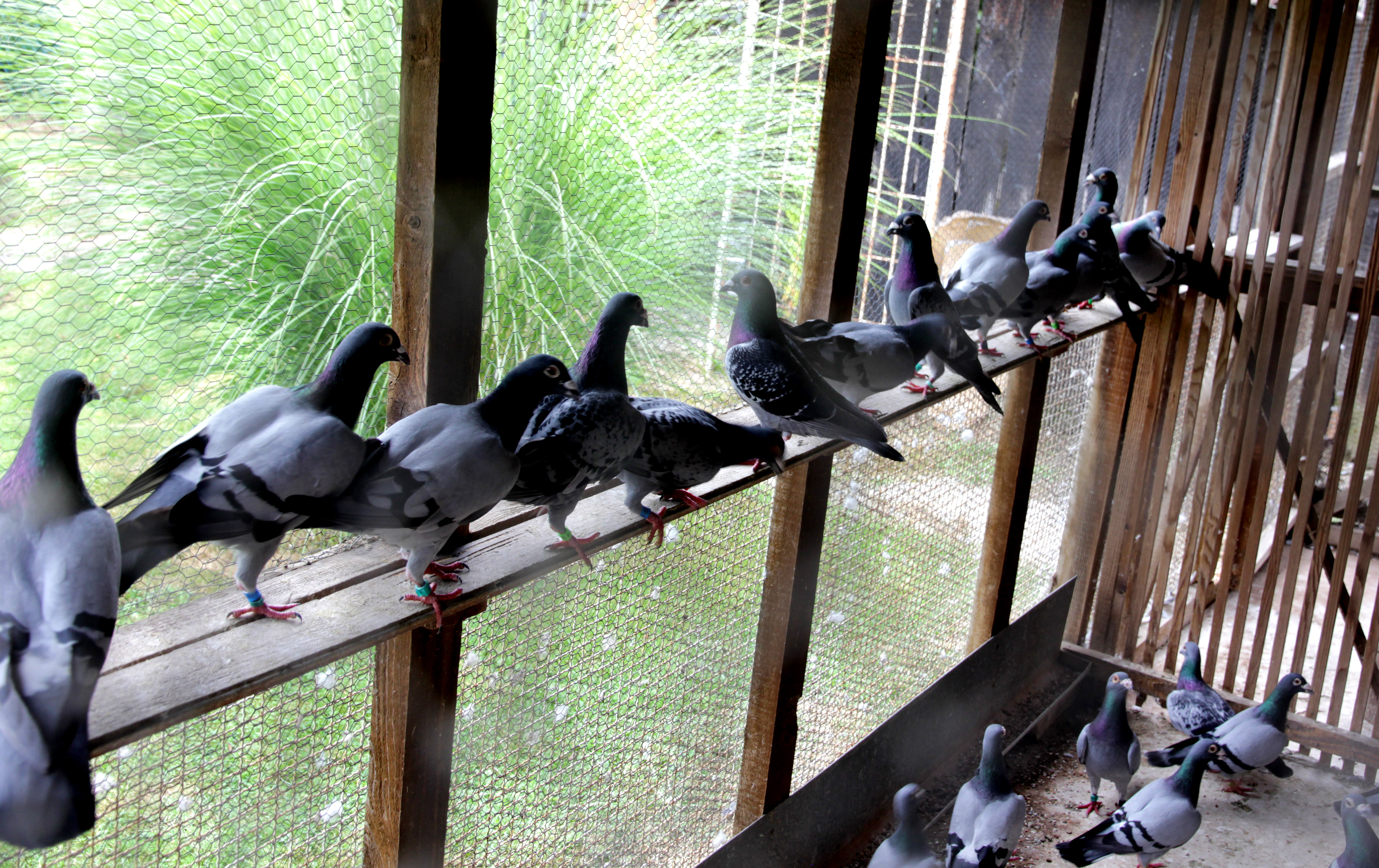 Maratonska trka: Golubica Zdravka Nikolića od Pariza do Tuzle doletjela za 25 sati