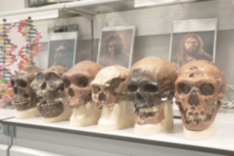Blurred,Defocus,Photo.,Scull,Structure,From,Neandertal,To,Modern,Man