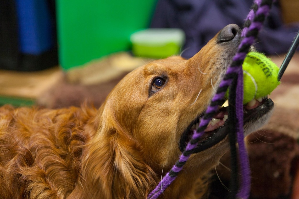 London, UK. 21st Oct, 2017. Discover Dogs Show: ExCel, London, UK. 21st Oct, 2017. Credit: Steve Parkins/Alamy Live News