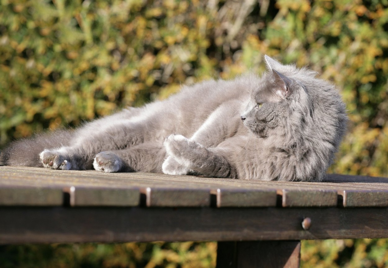 Domestic cat Single adult relaxing in sun in garden UK