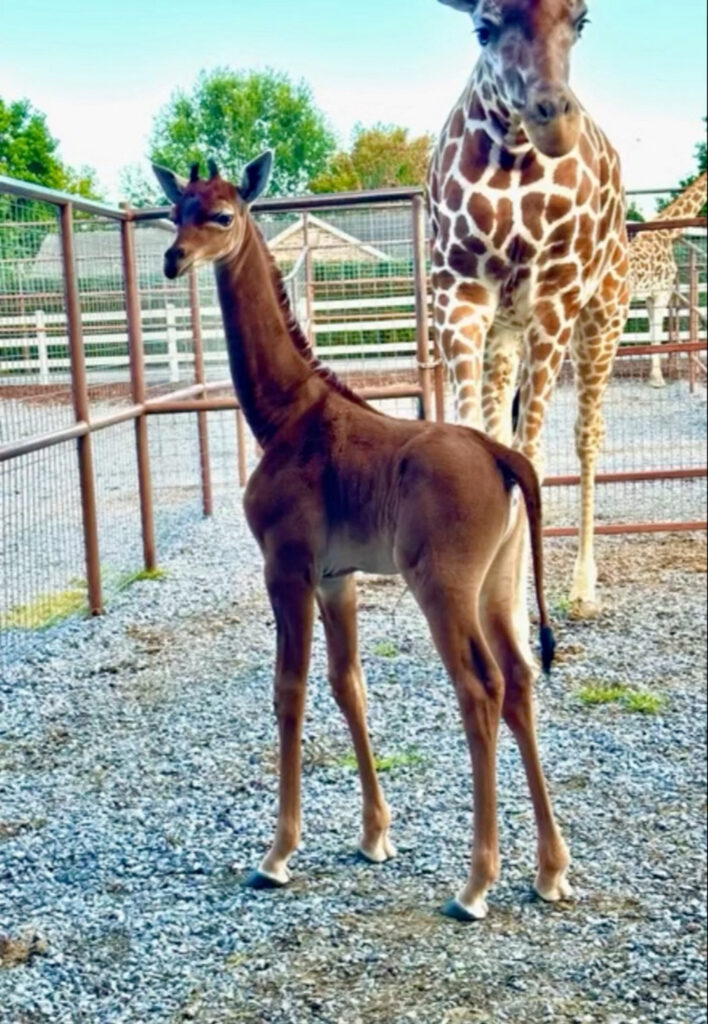 1692712154-2023-08-22T133009Z_323817380_RC21T2AVDR3Y_RTRMADP_3_USA-ZOO-GIRAFFE-708x1024.jpg