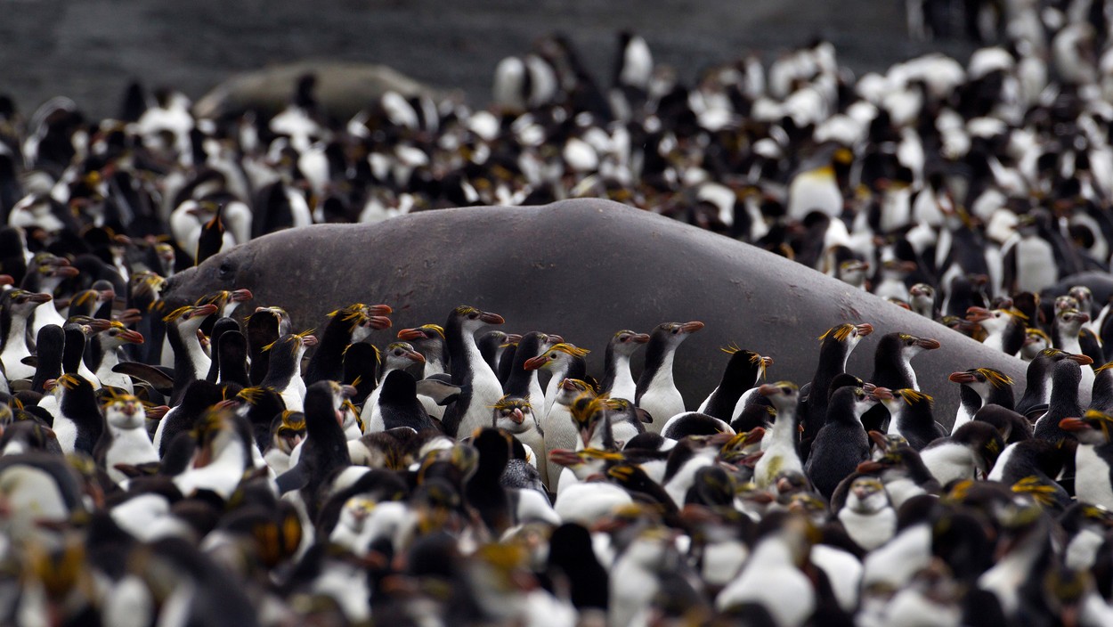 Royal Penguins surrounding an Elephant Seal, Macquarie Island, Southern Ocean