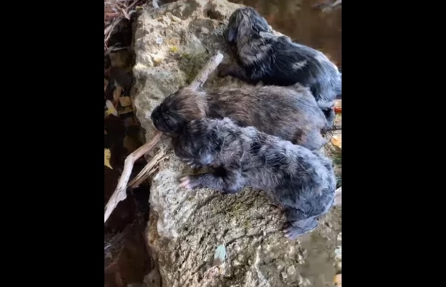 psi spaseni capljina