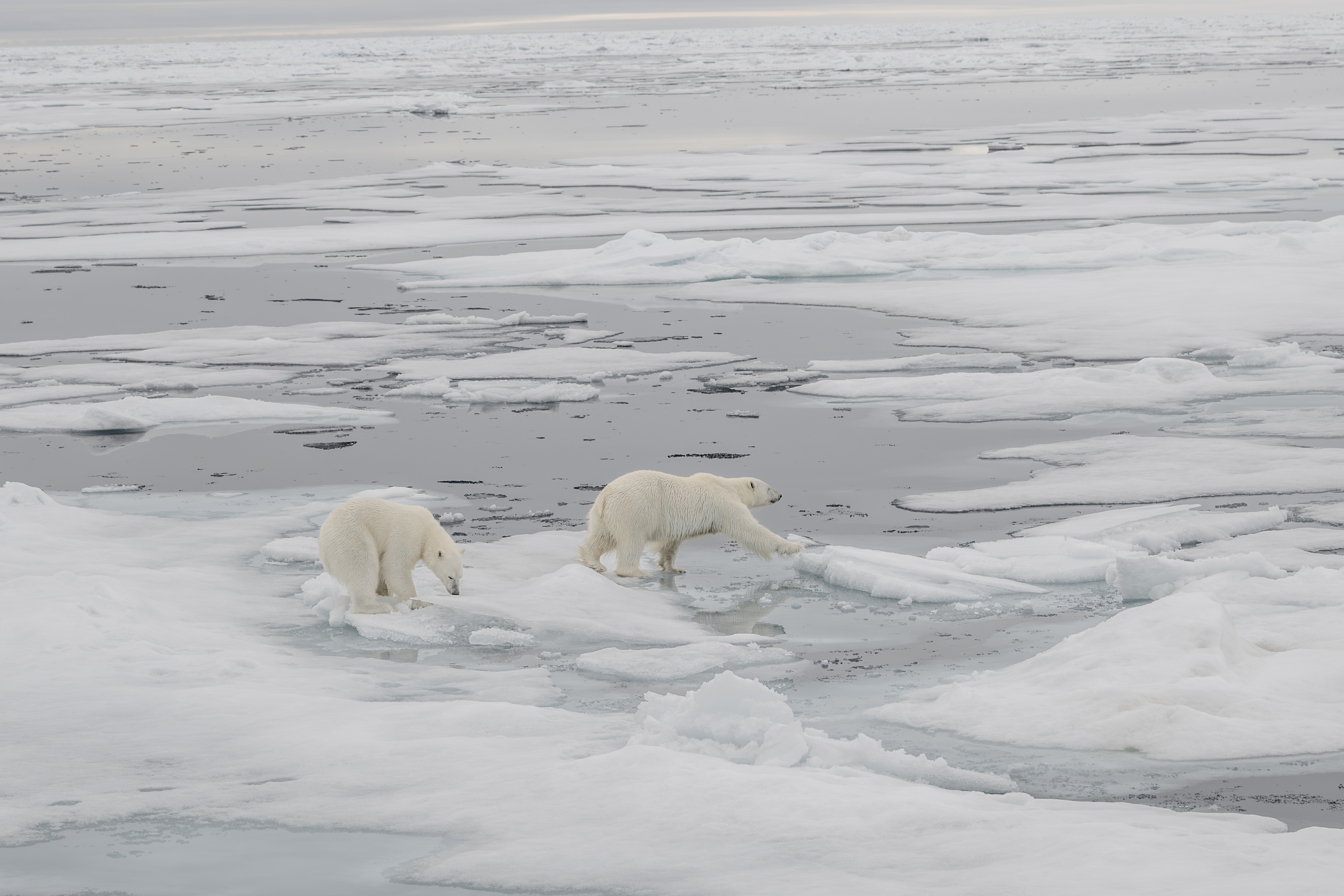 Sjeverni pol - dom polarnih medvjeda koji nestaje otapanjem