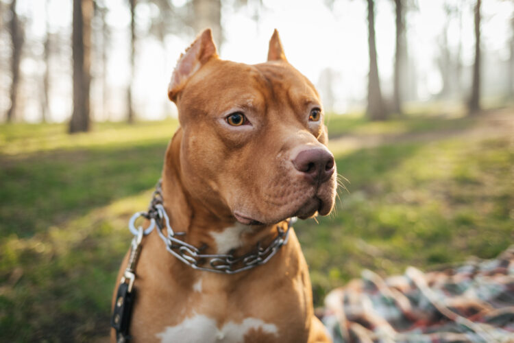 Portrait,Of,Brown,American,Pitbull,Terrier,In,Outdoors,In,The