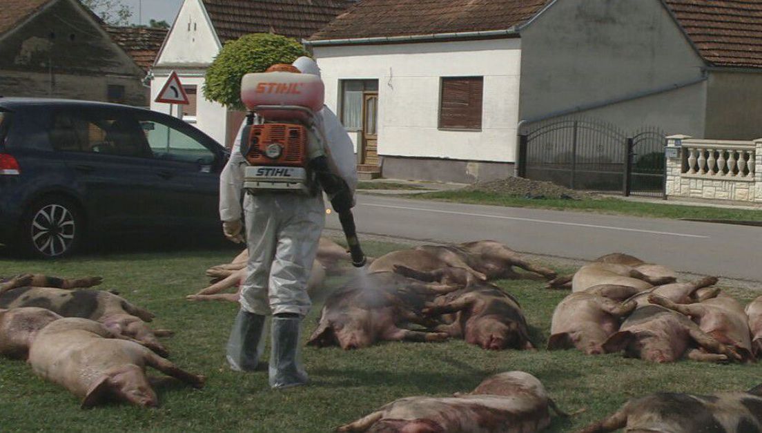 62631853-mrtve-svinje