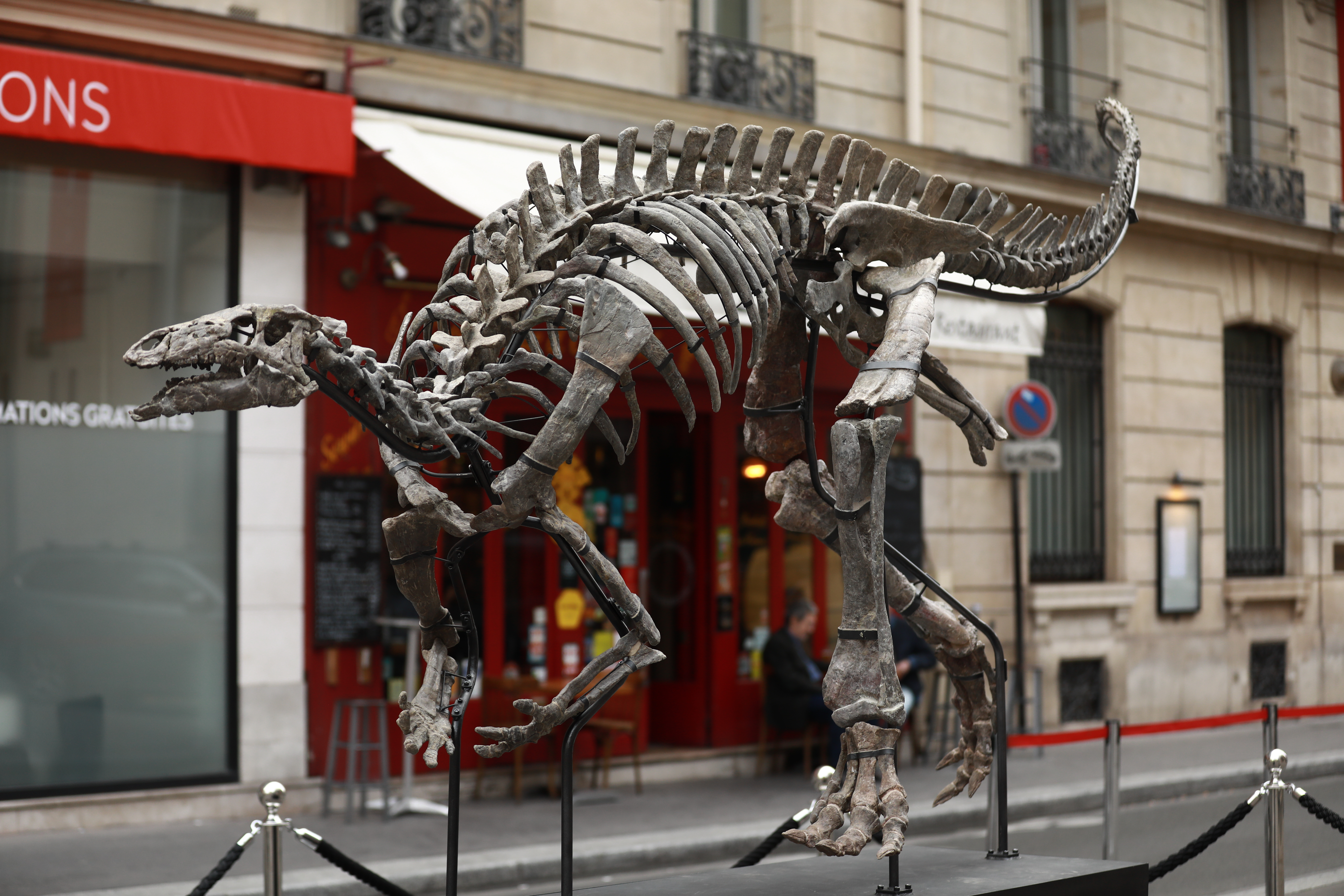 Francuska: Skelet Camptosaurusa "Barry" izložen pred aukciju u Parizu