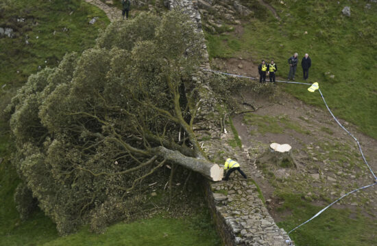 Britain Hadrian's Wall Felled Tree