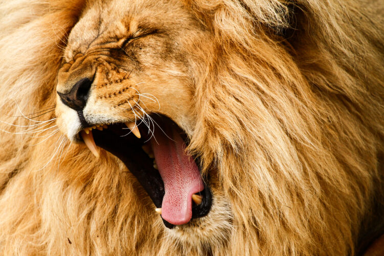 Roaring/yawing,Lion