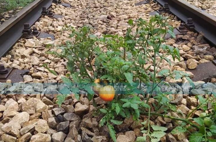 paradajz na sinama voz banjaluka