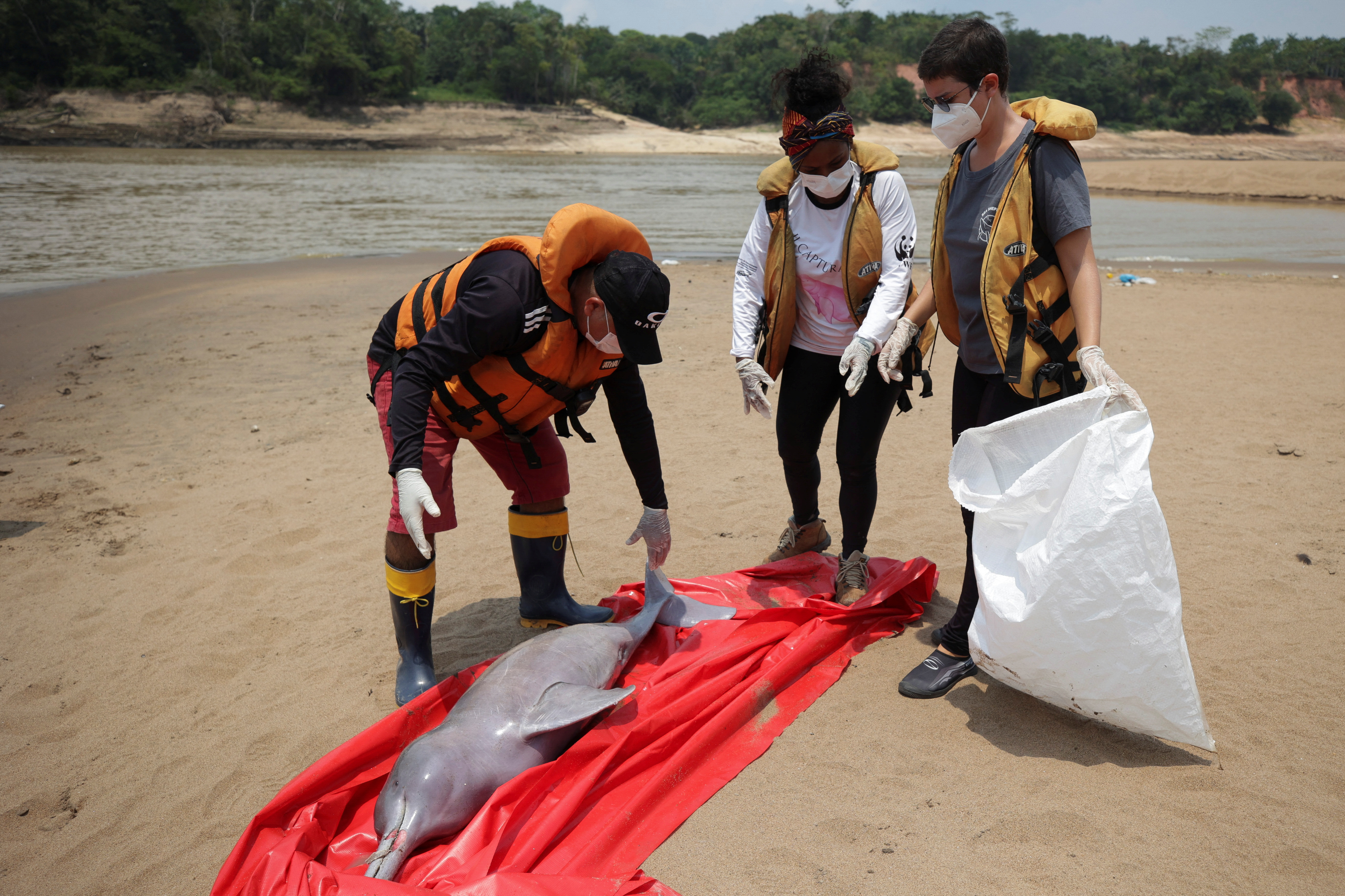 Death of dolphins in Amazon linked to severe drought and heat