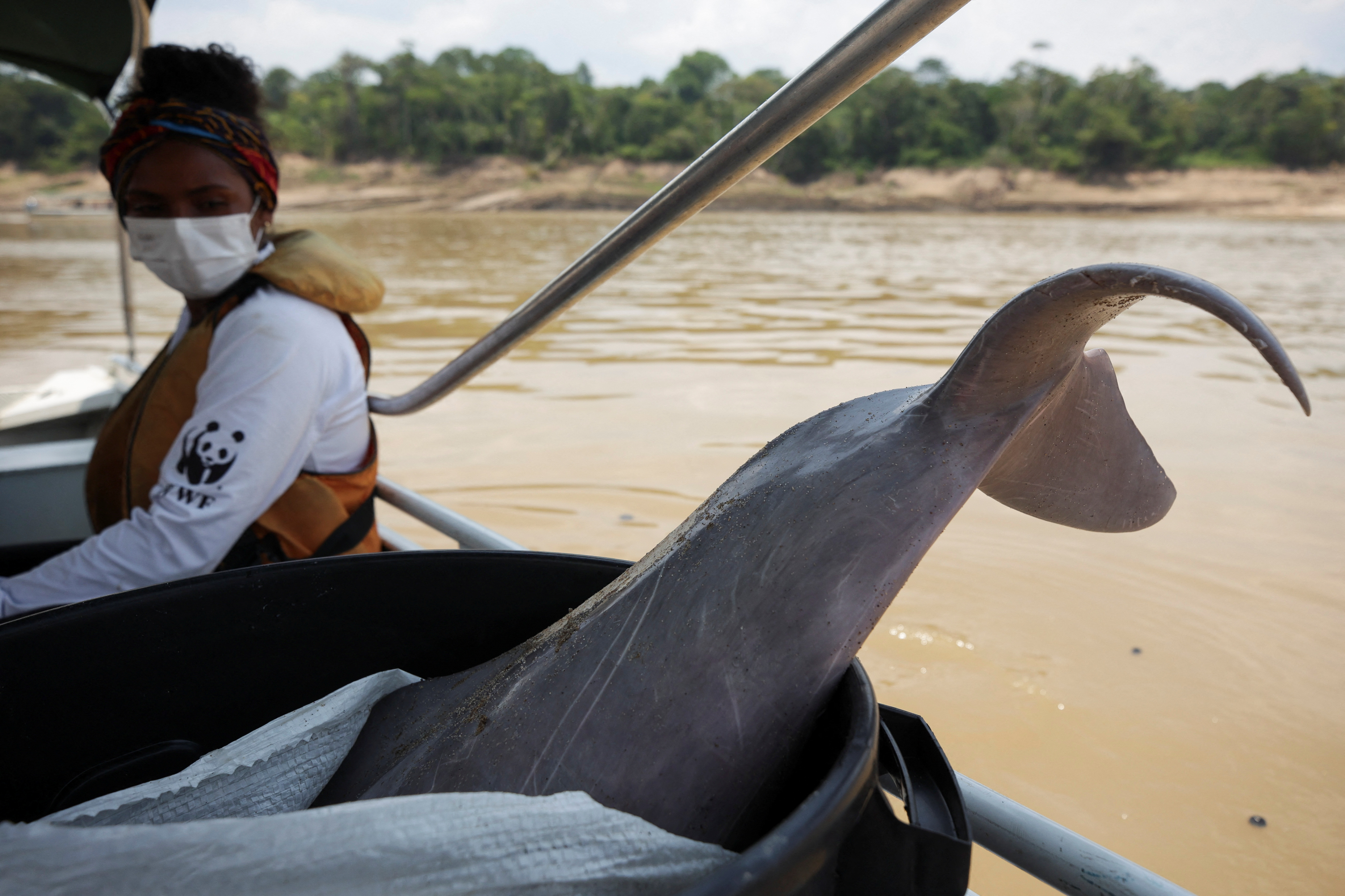 Death of dolphins in Amazon linked to severe drought and heat