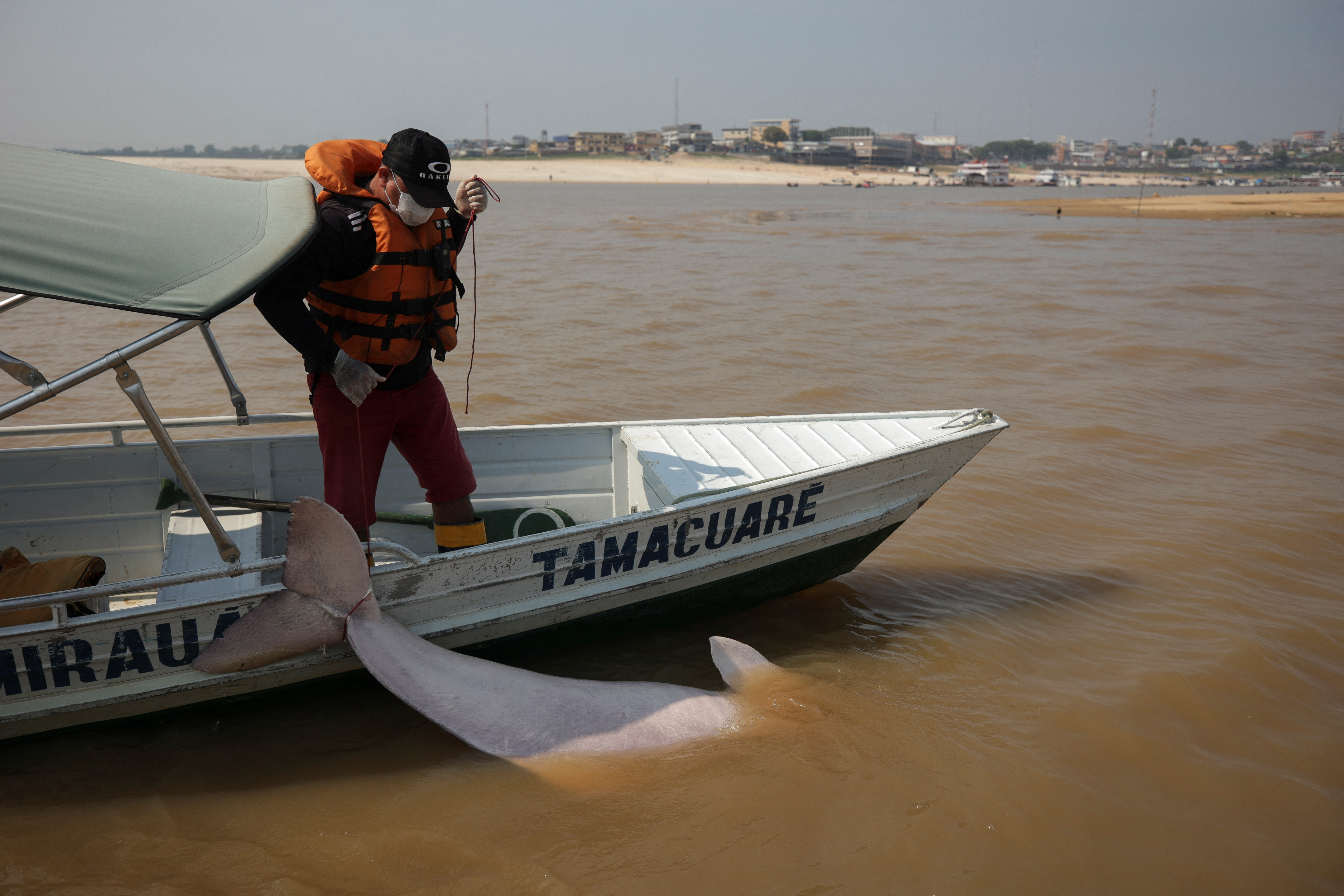 Death of dolphins in Amazon linked to severe drought and heat