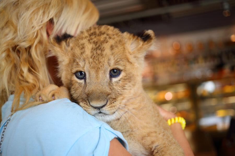 Blonde,Holds,Calf,Of,Lion,On,Her,Shoulder,,Back,View,