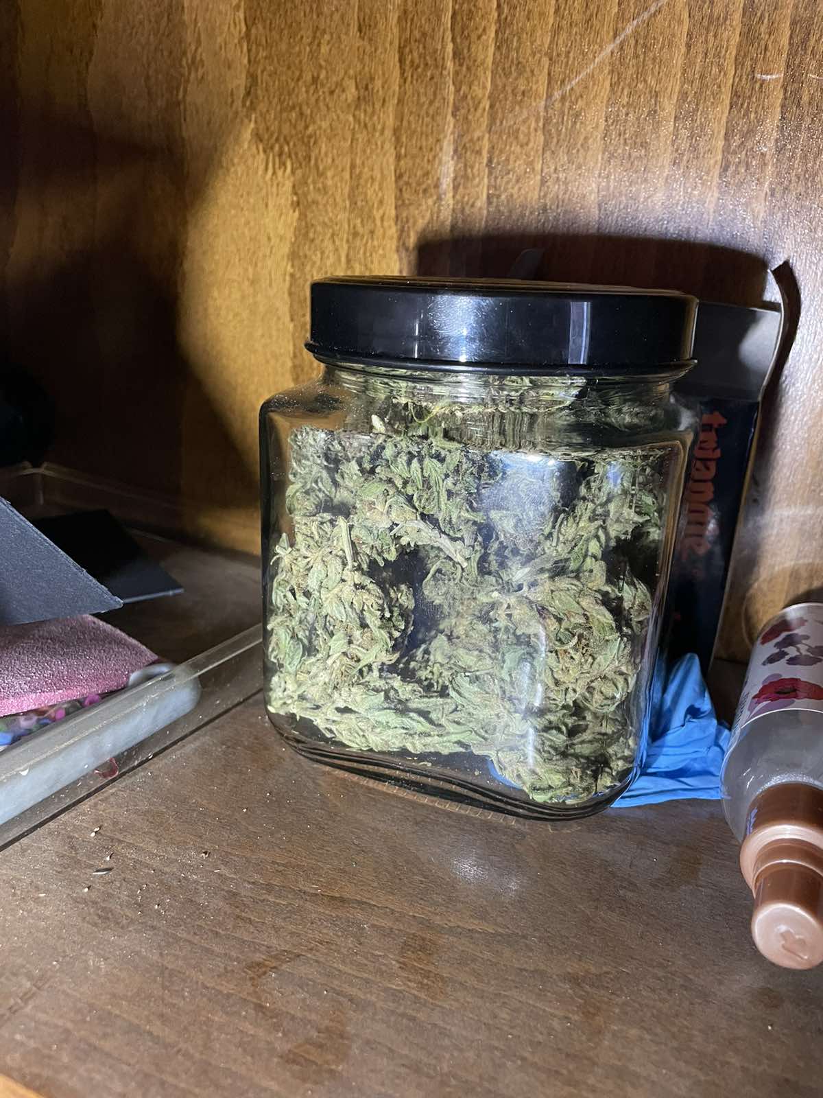 marihuana akcija plantaza