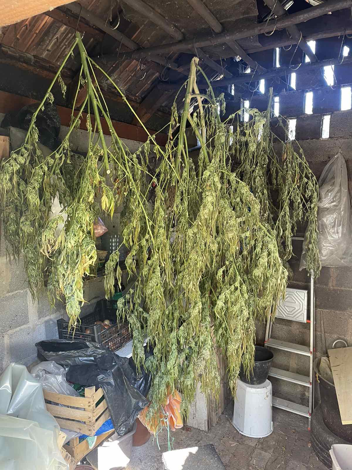 marihuana akcija plantaza