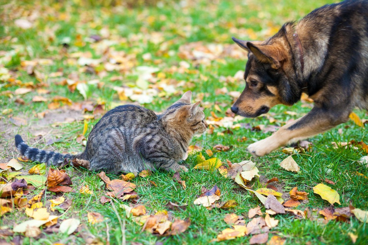 Cat and dog playing outdoor in autumn