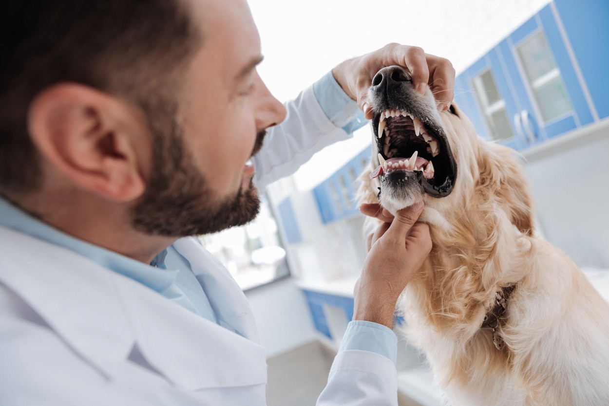 Close up of male hands that opening dogs snout