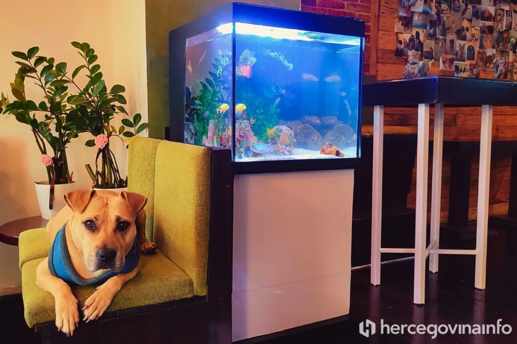 kafic-za-pse-beta-mostar_10050709