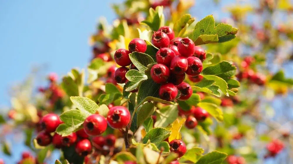 berries-693917_960_720-1000x560