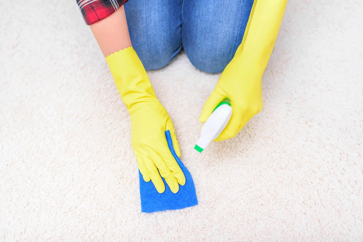 Female hands in gloves carpet clean the sponge and spray.