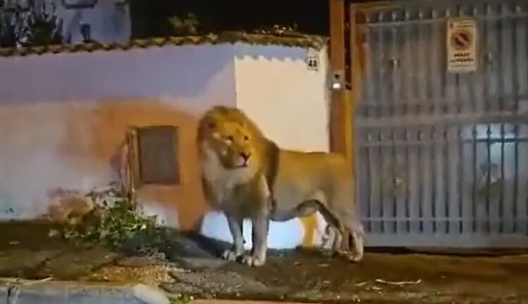 1699777532-1699774631-lav-italija-750x432 (1)