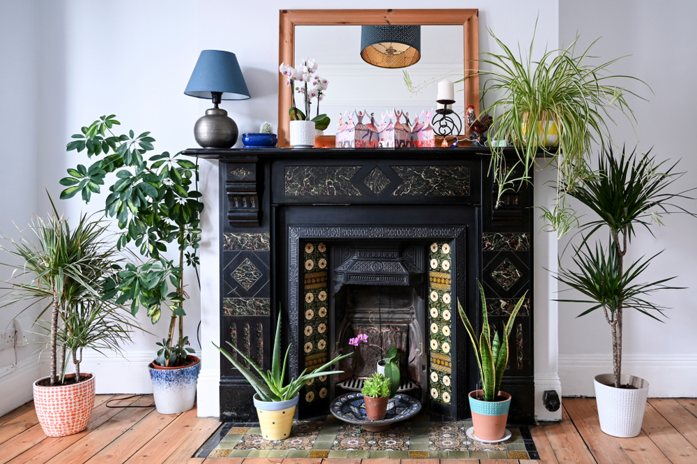 Indoor,Plants,Around,An,Edwardian,Marble,Tiled,Fireplace.
