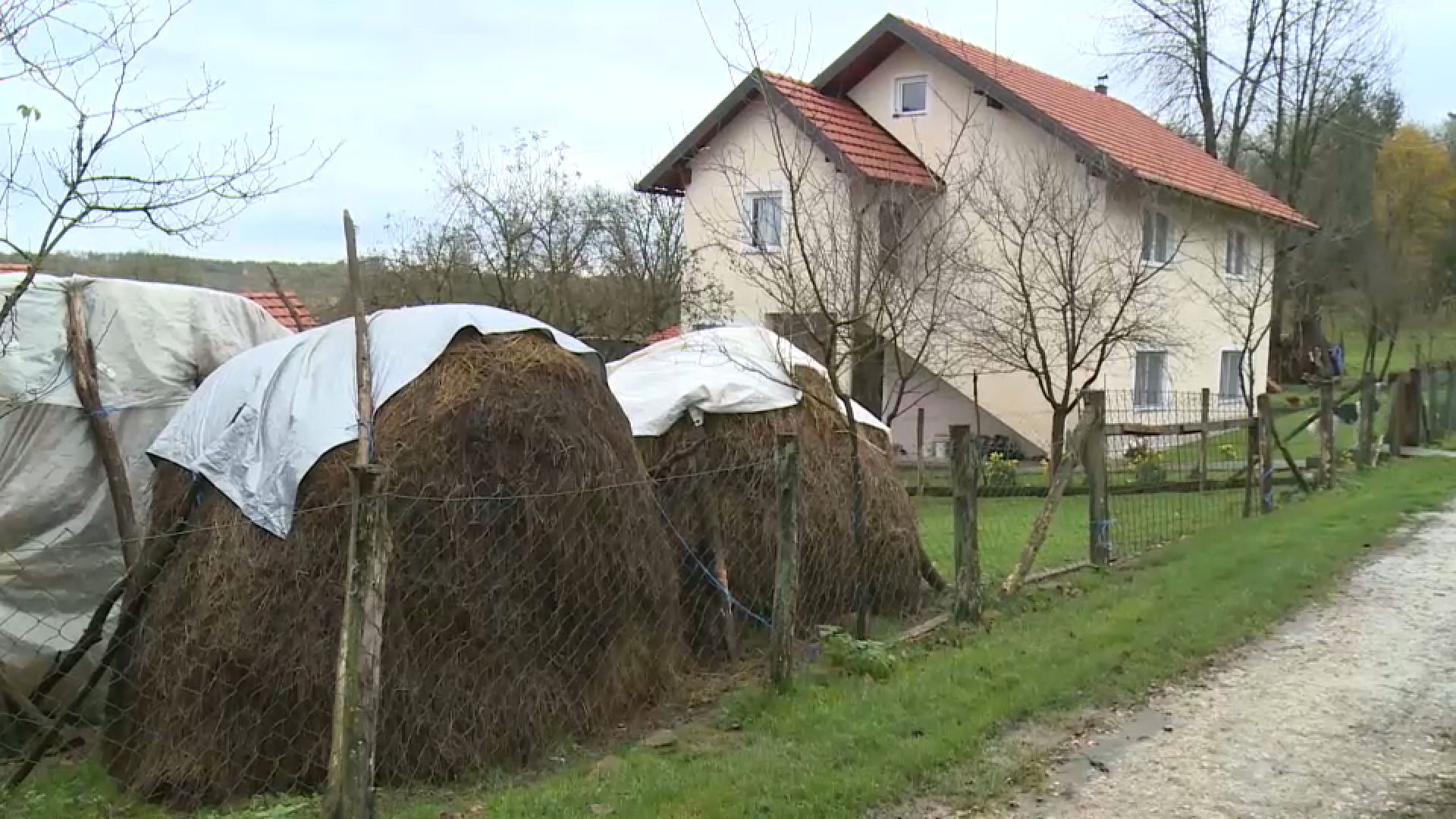 misic povratnik ubistvo