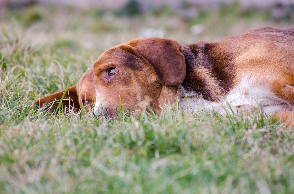 Sad old dog with orange reddish fur lying in the grass