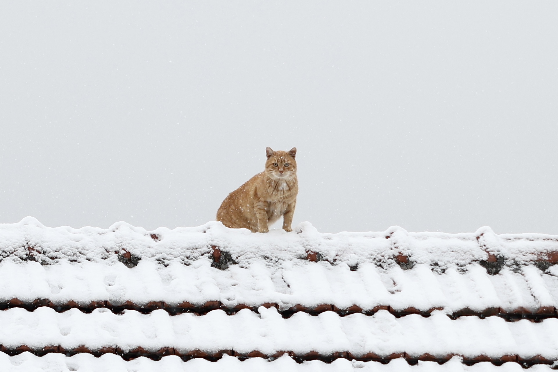 sarajevo-snijeg-image00009