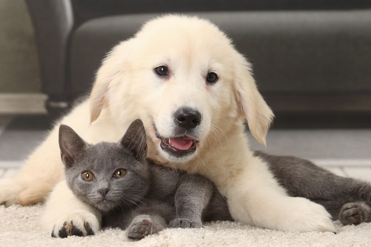 Cat &amp; Dog