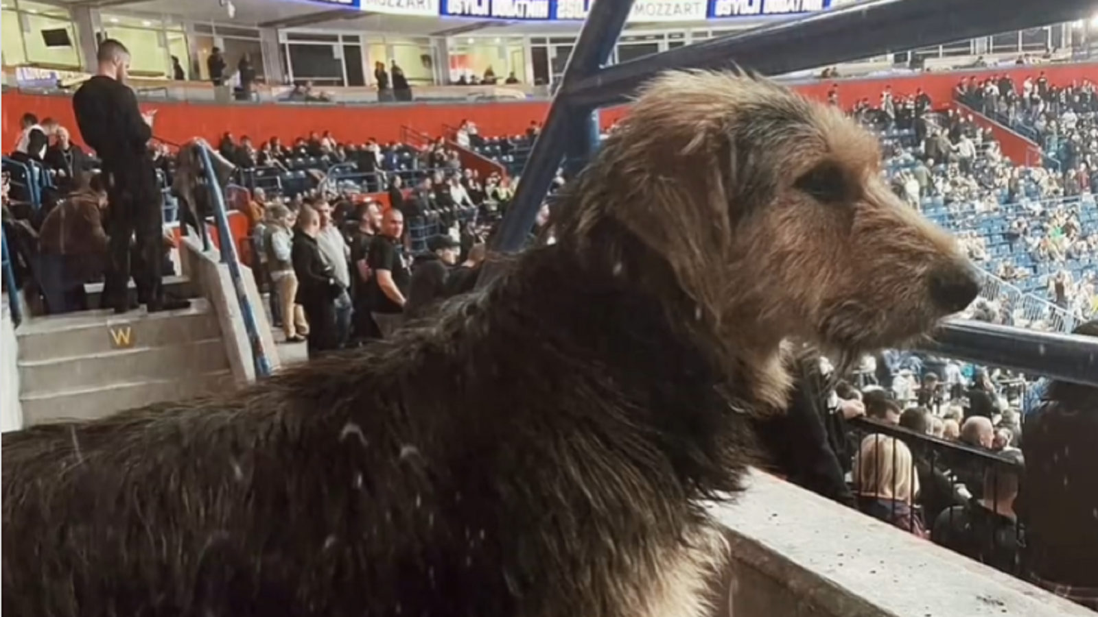 1701463719-1701423957-kuca-cicak