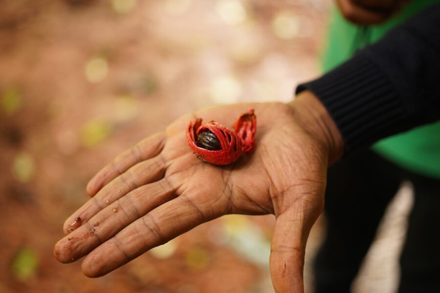 1701415488-pexels-yoann-lechaux-13808031-900x600